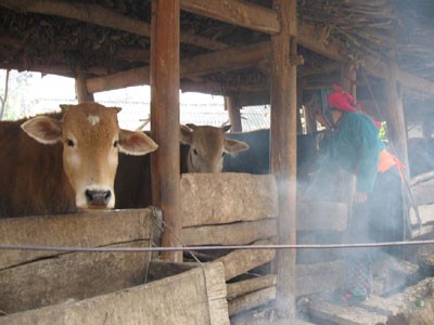 Базар рогатого скота в уезде Меовак провинции Хазянг - ảnh 3